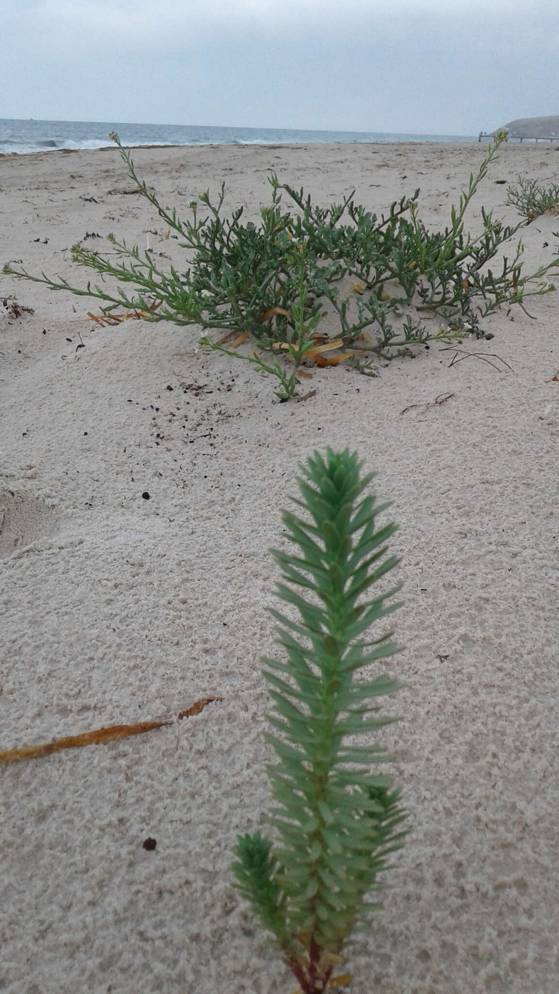 Image of sea spurge