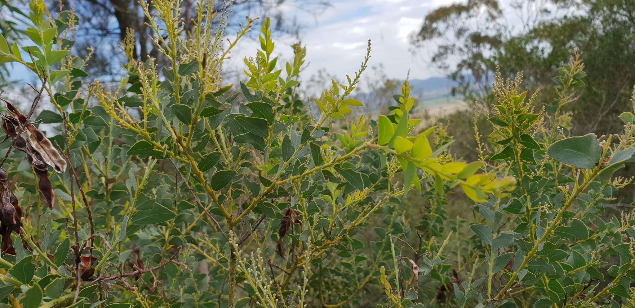 Image of knife acacia