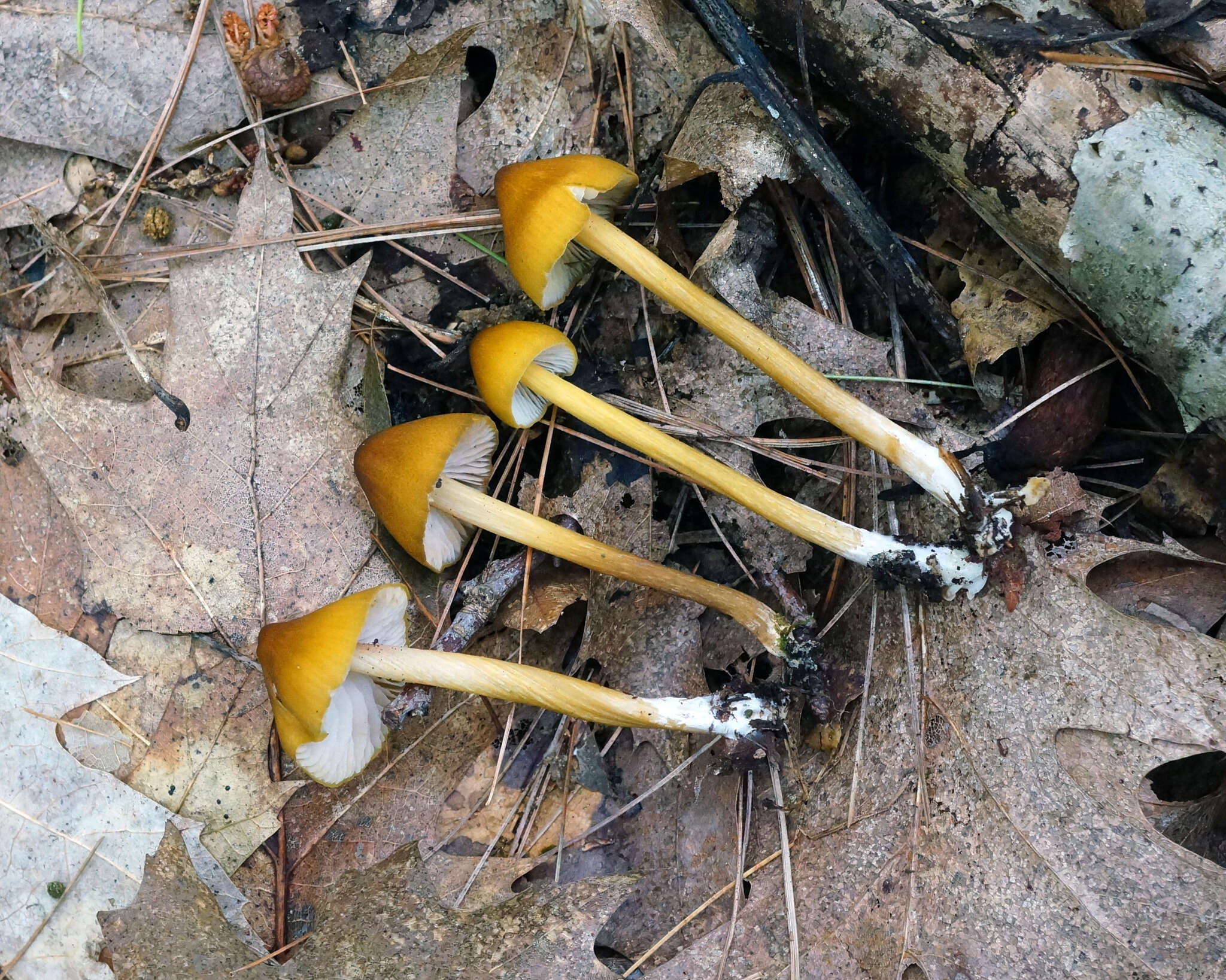 Image of Entoloma luteum Peck 1902