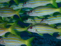 Image of Mimic goatfish