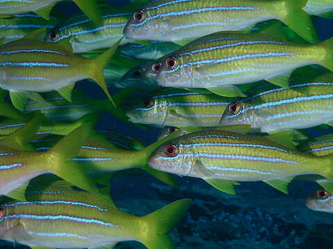 صورة Mulloidichthys mimicus Randall & Guézé 1980