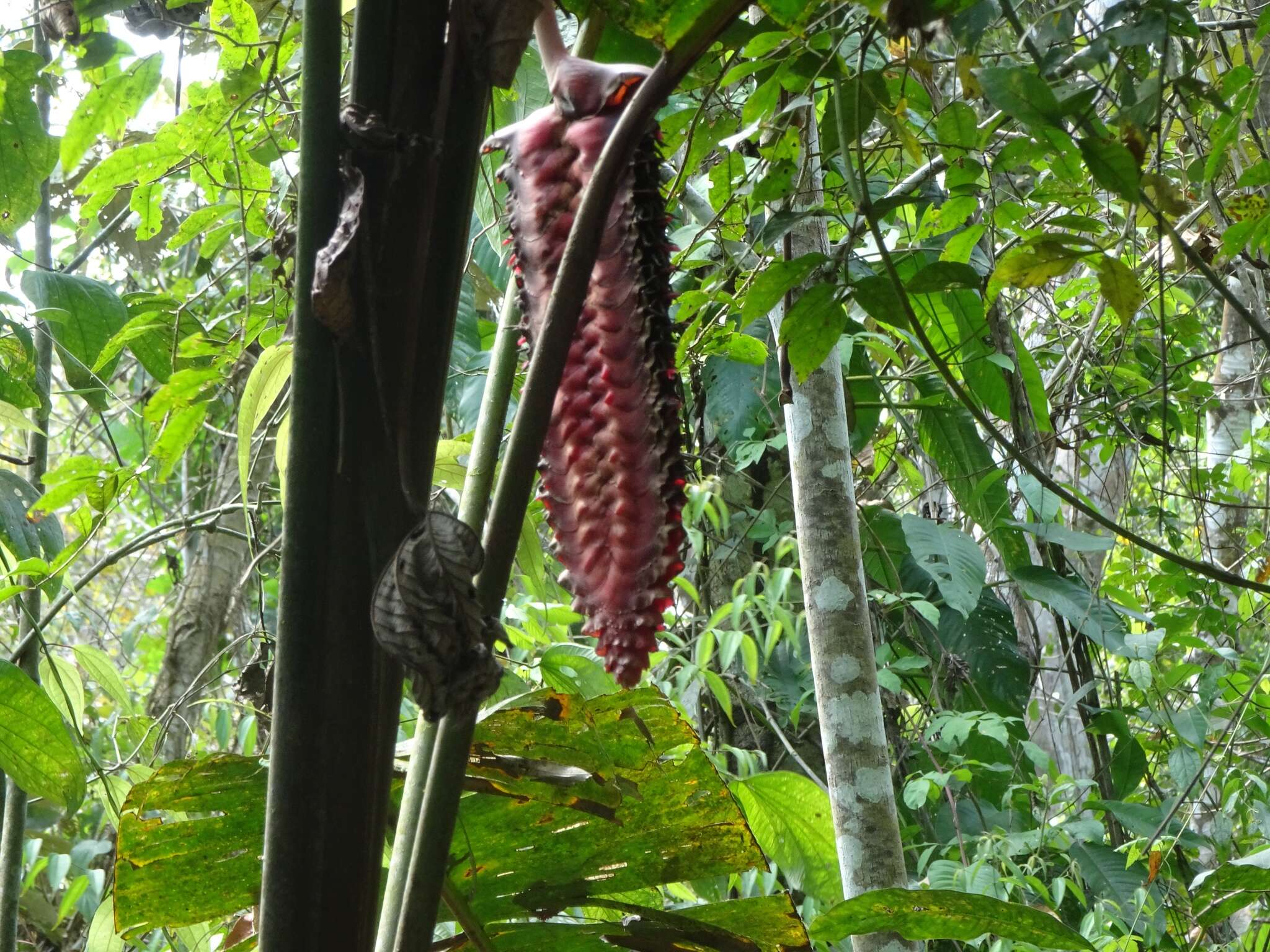 صورة Heliconia mariae Hook. fil.