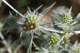 Rhyncomya speciosa (Loew 1844) resmi