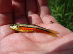 Image of Northern Redbelly Dace