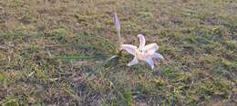 Image of Crinum acaule Baker