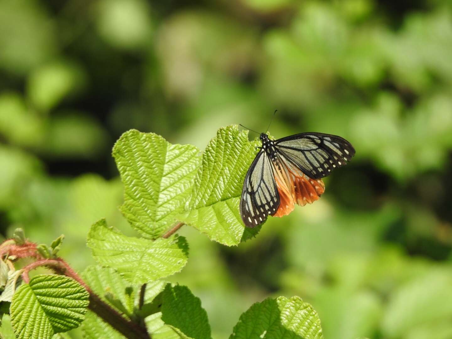 Image of <i>Papilio agestor</i>