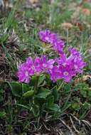 Sivun Primula glaucescens Moretti kuva