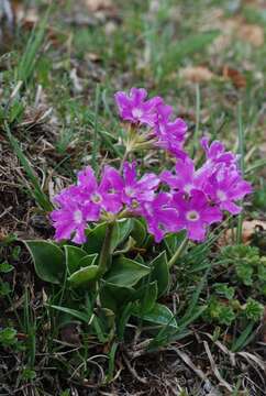 Sivun Primula glaucescens Moretti kuva