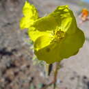 Image of golden suncup