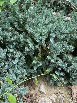 Image of Creeping Juniper