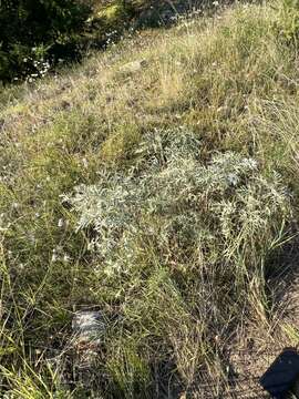 Imagem de Artemisia gmelinii Weber ex Stechmann