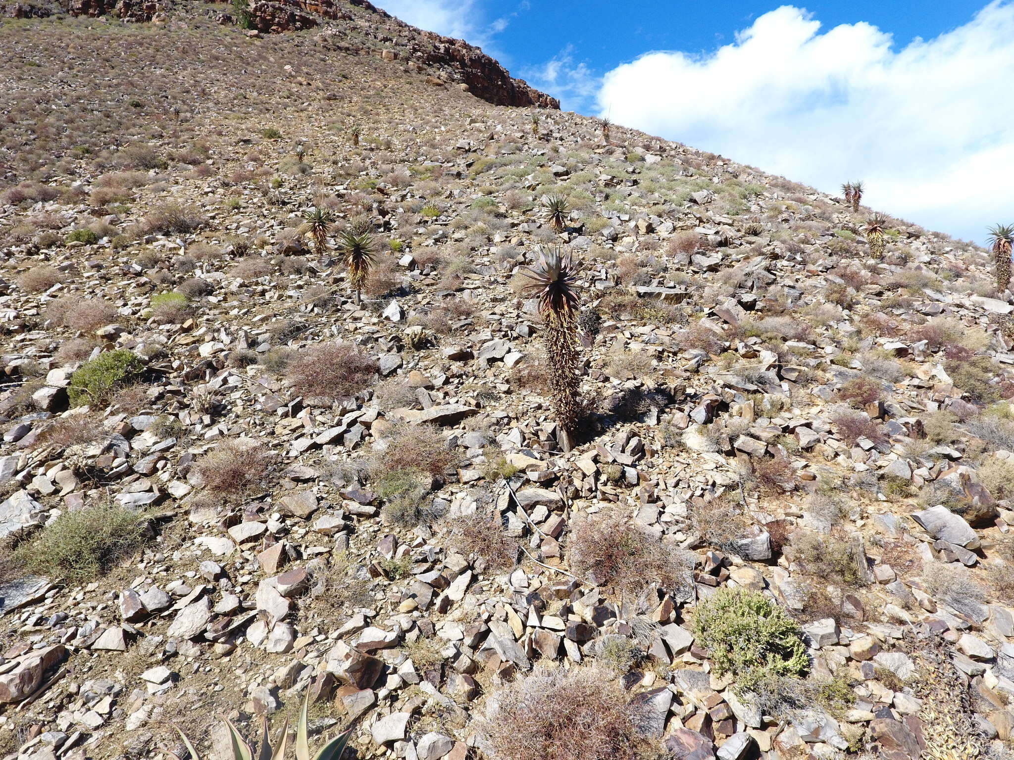 Image of Clanwilliam Aloe