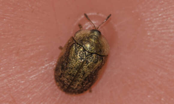 Image of Beet tortoise beetle