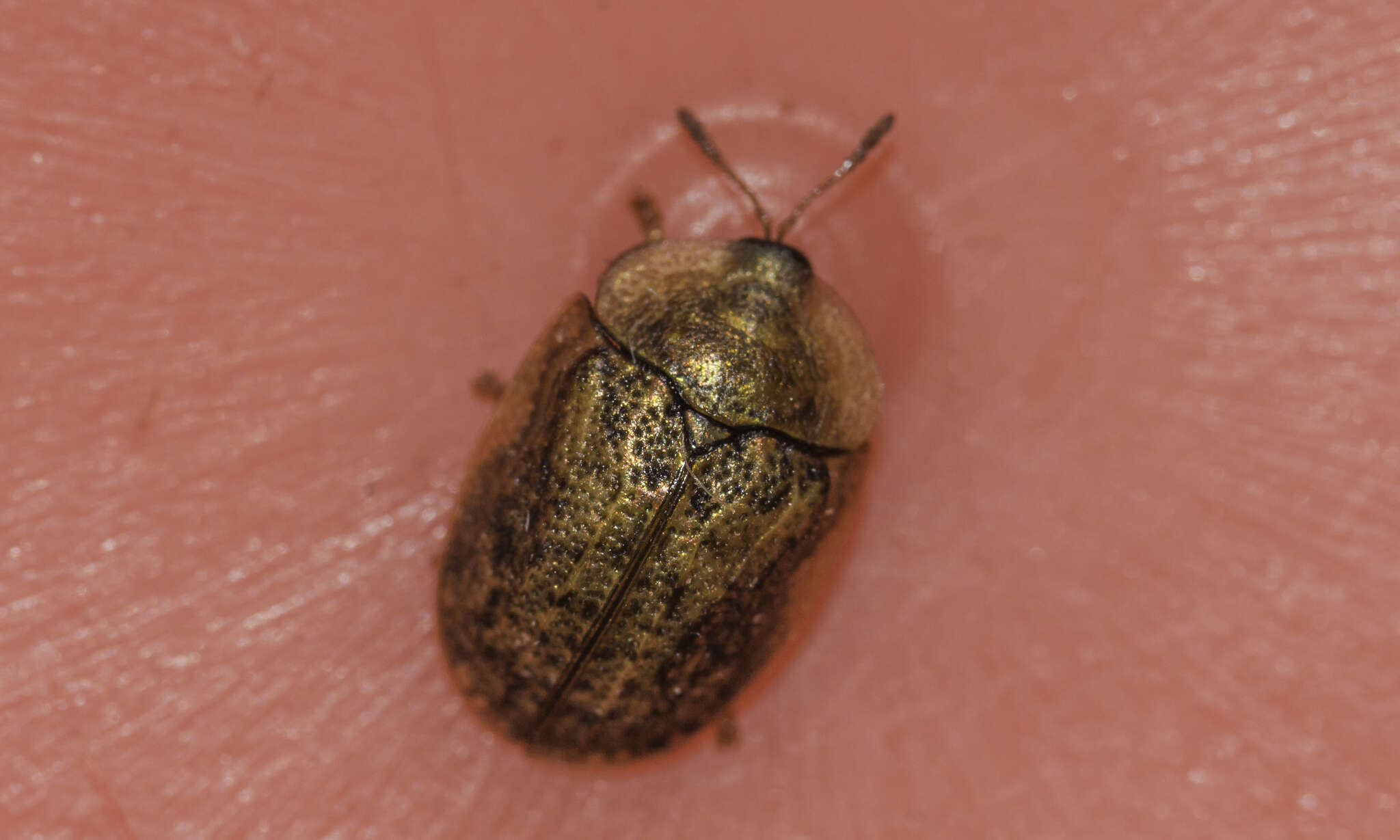 Image de Cassida (Cassida) nebulosa Linnaeus 1758