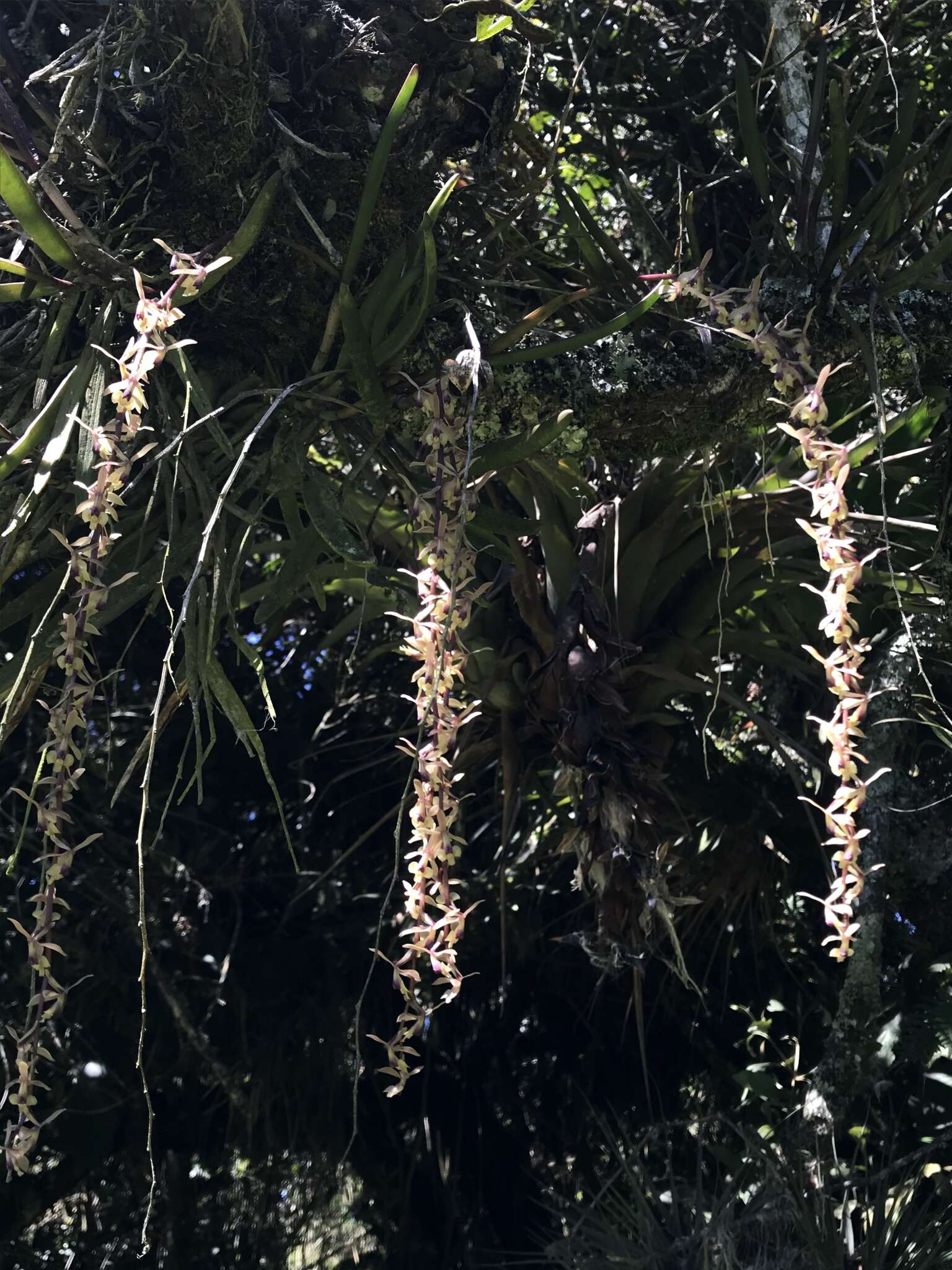 Image of Epidendrum moritzii Rchb. fil.