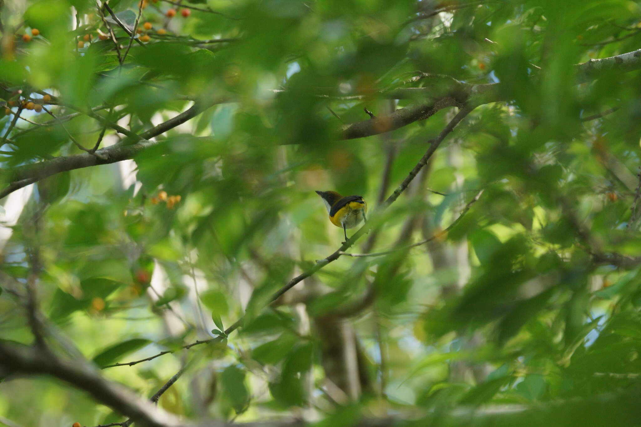 Image of Yellow-sided Flowerpecker