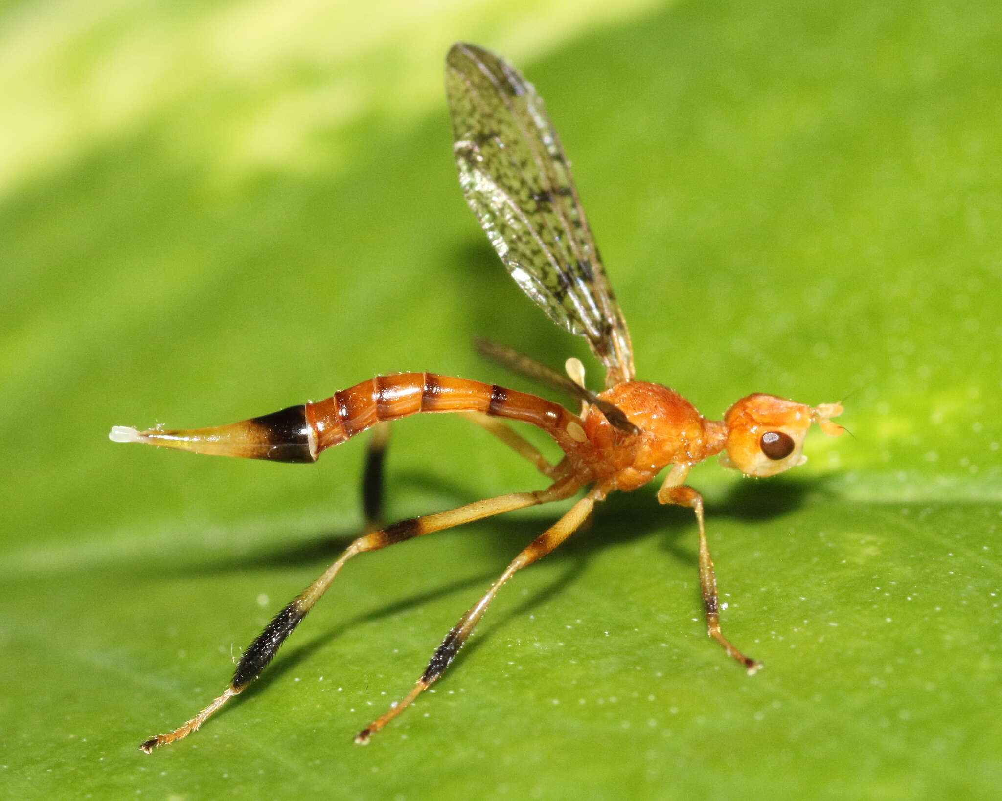 Image de Pyrgotella chagnoni