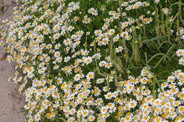 Слика од Anthemis maritima L.