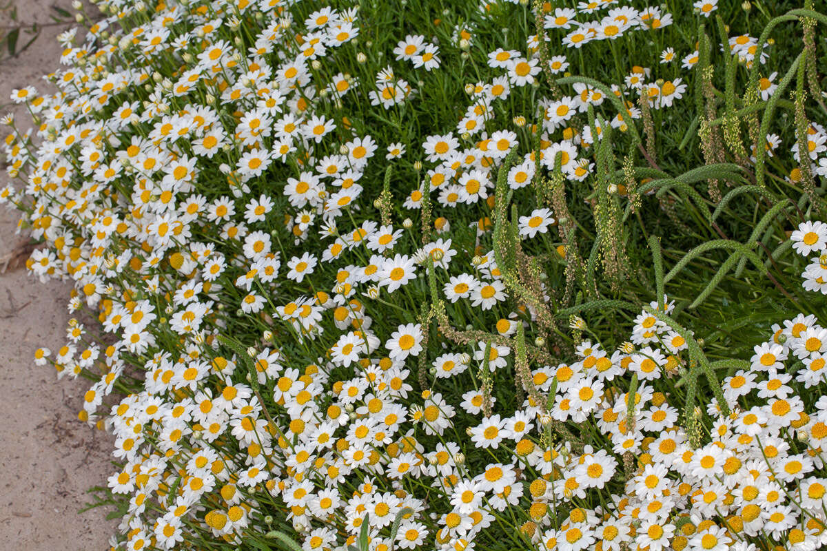 Слика од Anthemis maritima L.