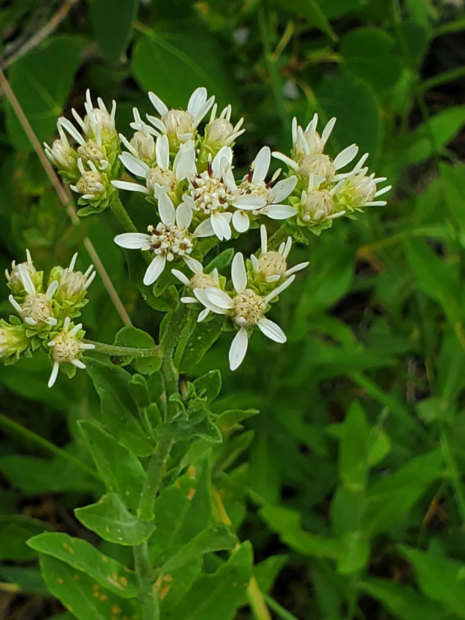 Plancia ëd Sericocarpus oregonensis Nutt.