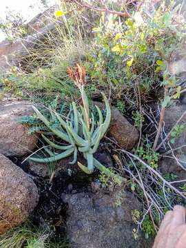 Image of Cotyledon orbiculata var. dactylopsis Tölken