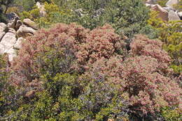 Image of Arctostaphylos peninsularis subsp. juarezensis J. E. Keeley