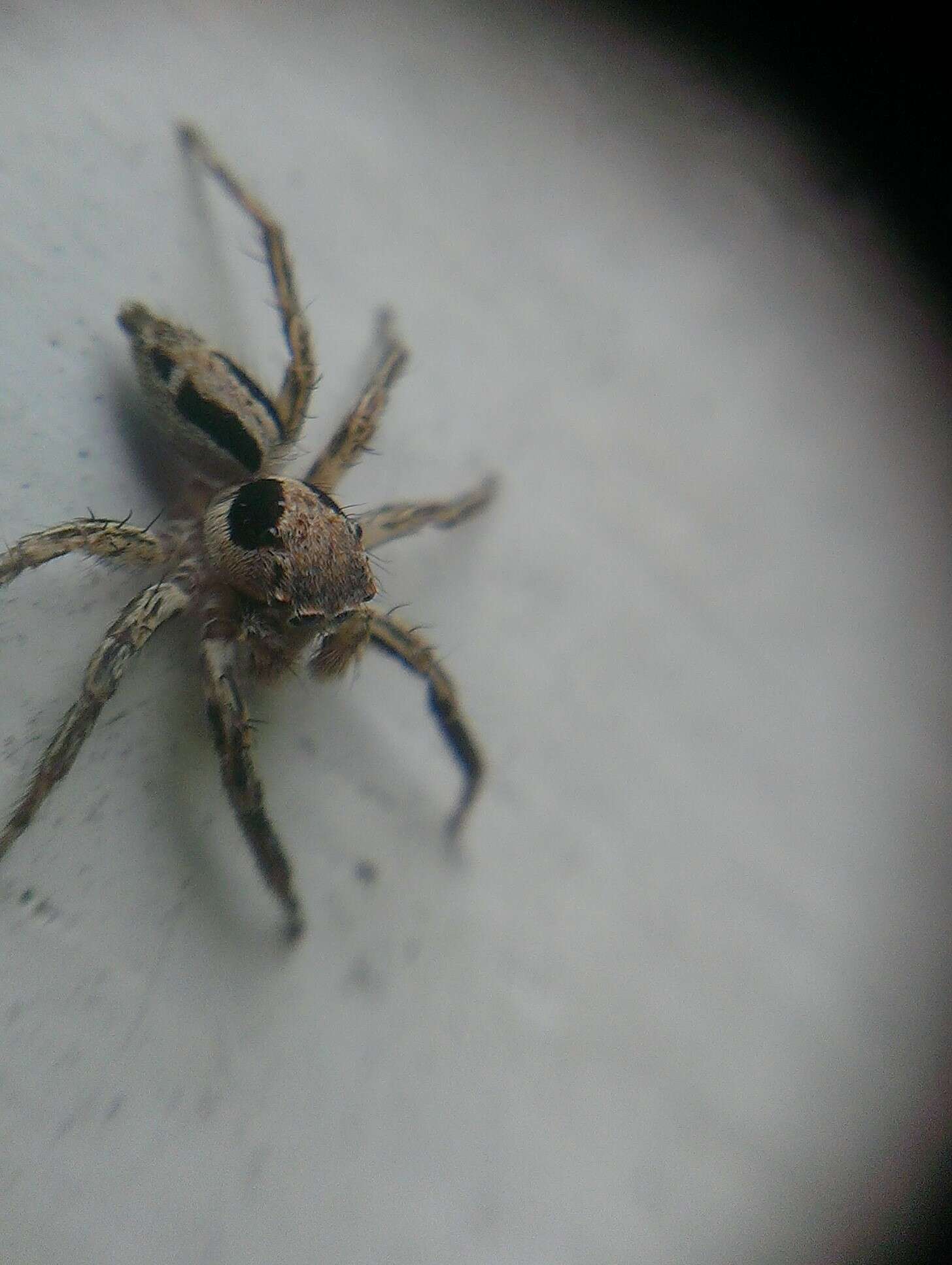 Image of Jumping spider