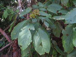 Image of Clerodendrum longiflorum var. glabrum Munir