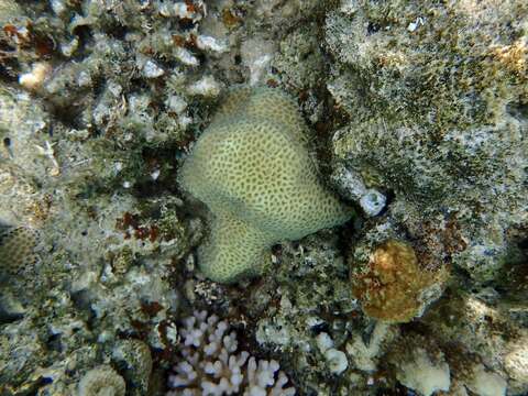 Image of tombstone coral