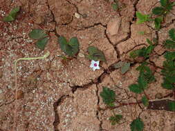 Image of Ipomoea sagittifolia Burm. fil.