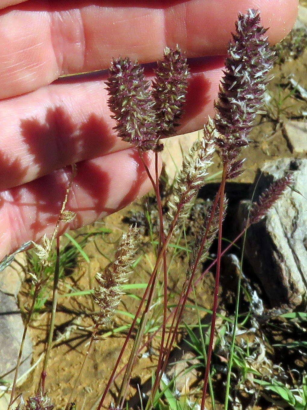 Image of Tragus koelerioides Asch.