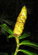 Image of Costus nitidus Maas