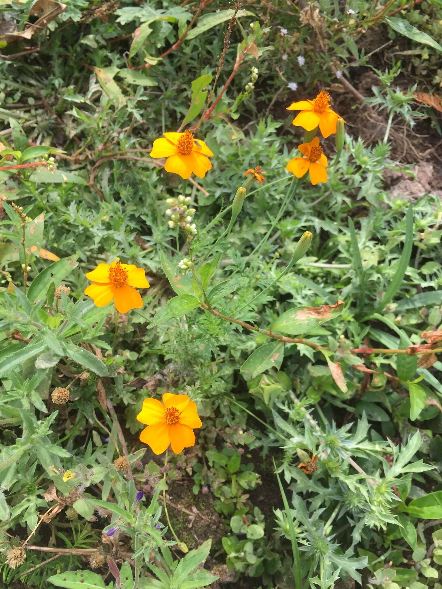 Image of Tagetes subulata Cerv.