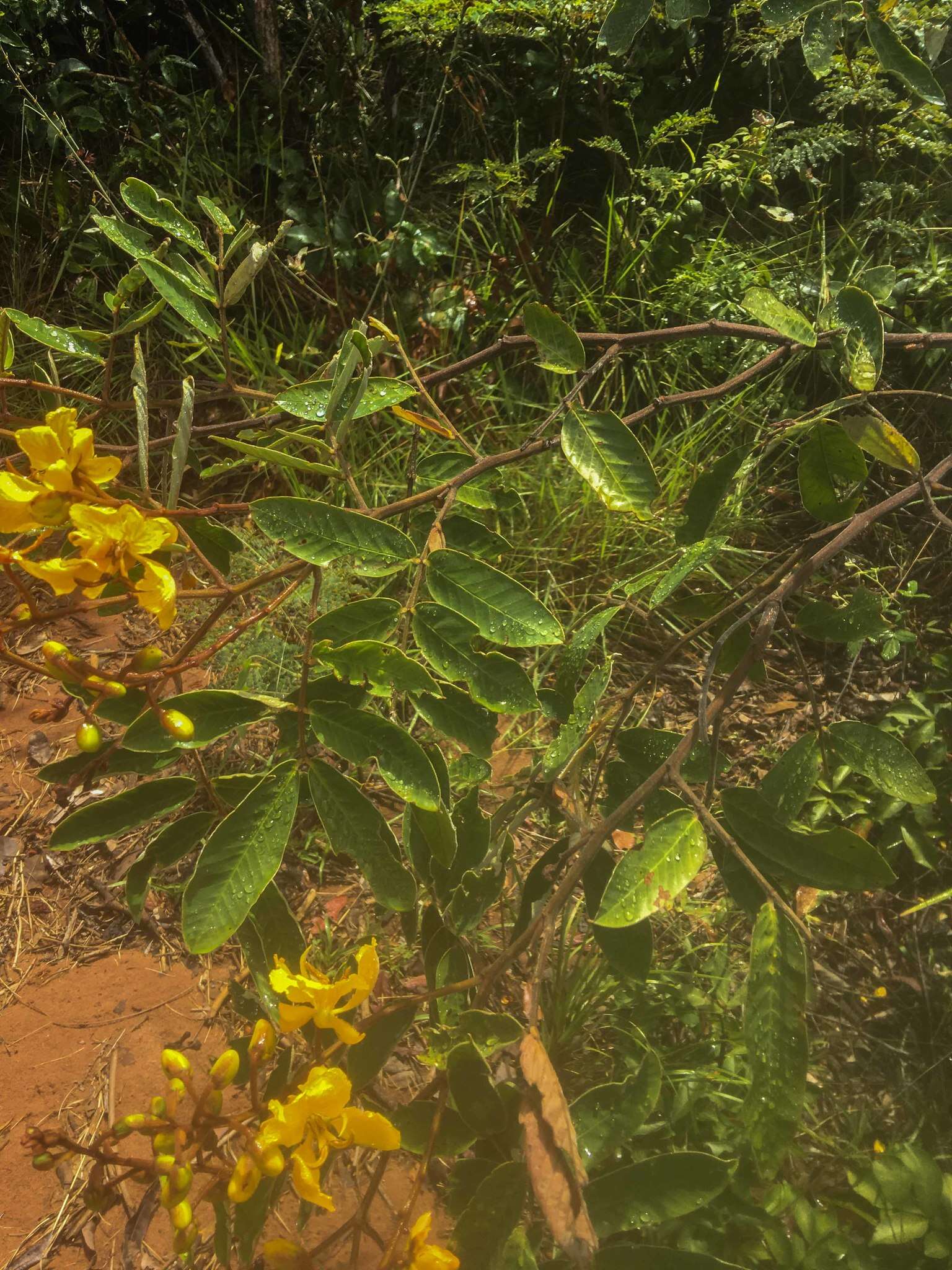 Слика од Senna velutina (Vogel) H. S. Irwin & Barneby