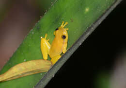 Image of Phyllodytes edelmoi Peixoto, Caramaschi & Freire 2003