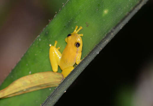 Image of Mata do Catolé Heart-tongued Frog