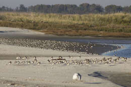 Image of Calidris alpina hudsonia (Todd 1953)