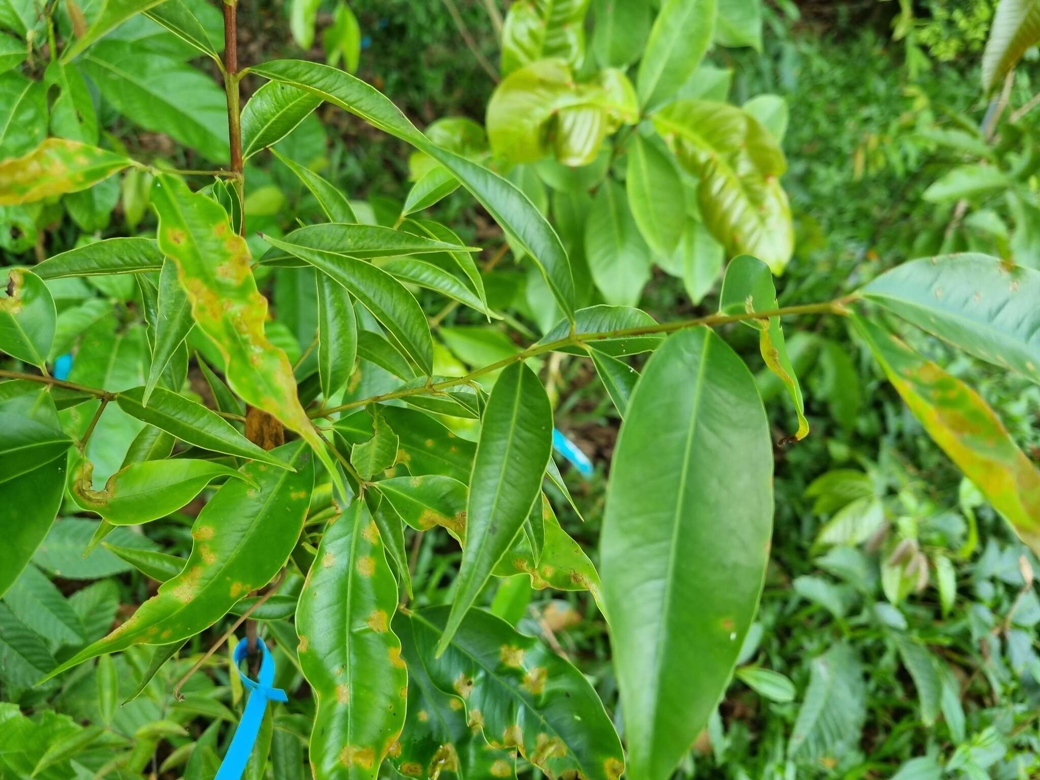 Syzygium acuminatissimum (Bl.) DC. resmi