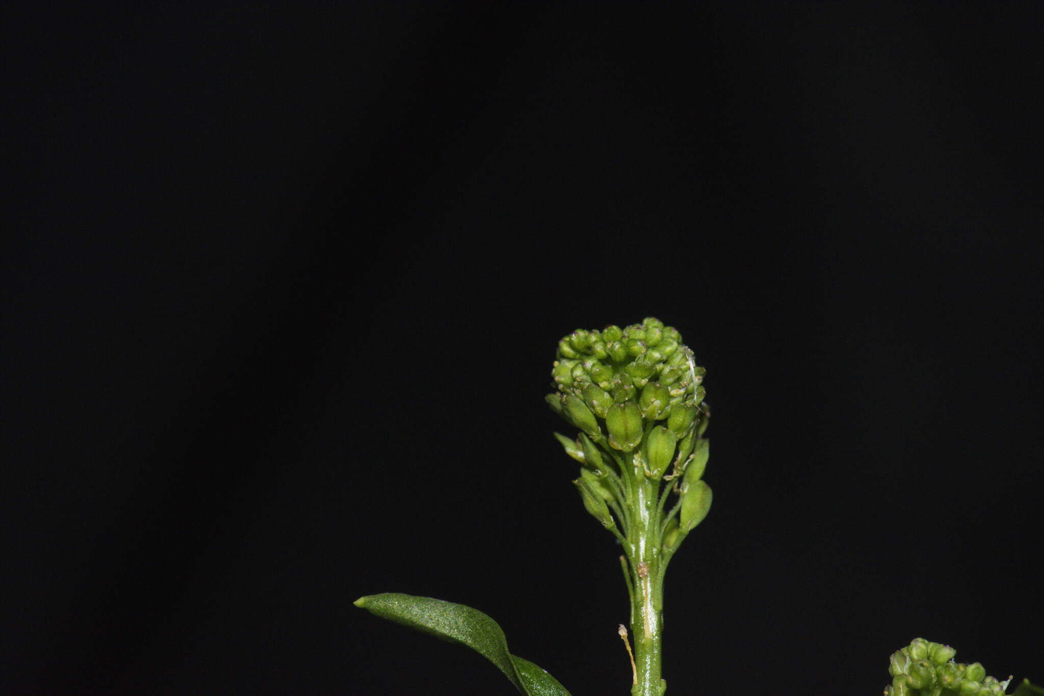 Sivun Lepidium pseudotasmanicum Thell. kuva