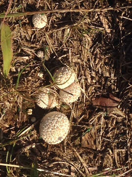 Image of common puffball