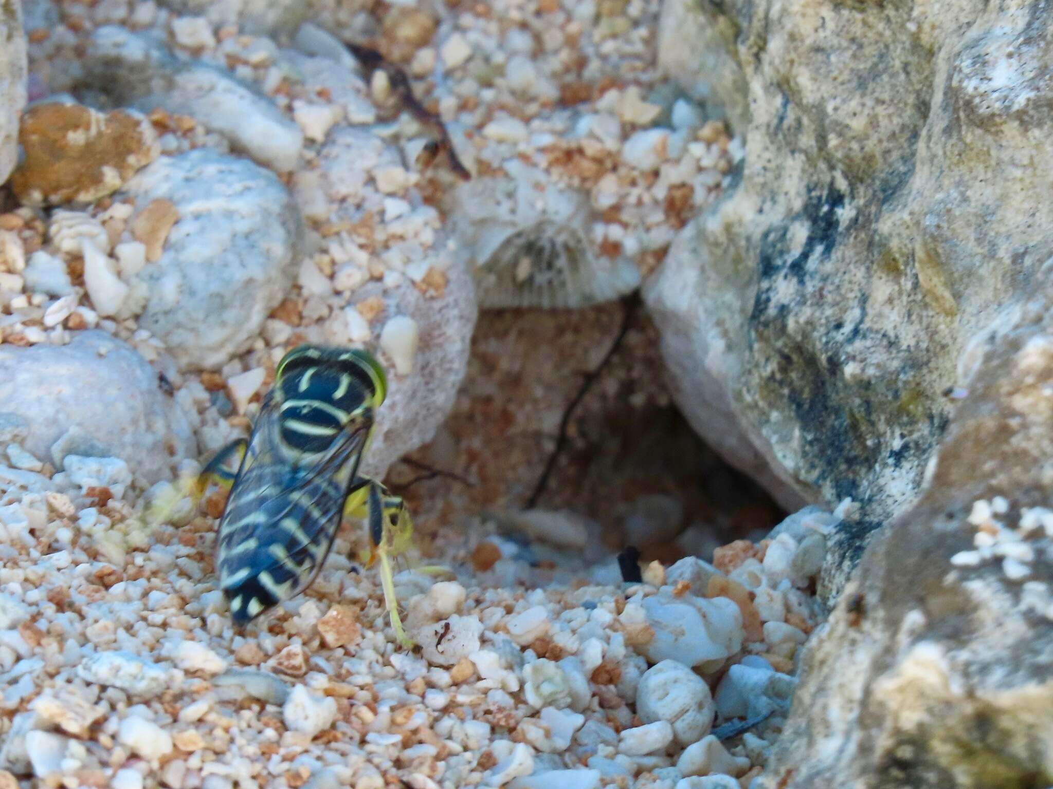 Imagem de Stictia signata (Linnaeus 1758)