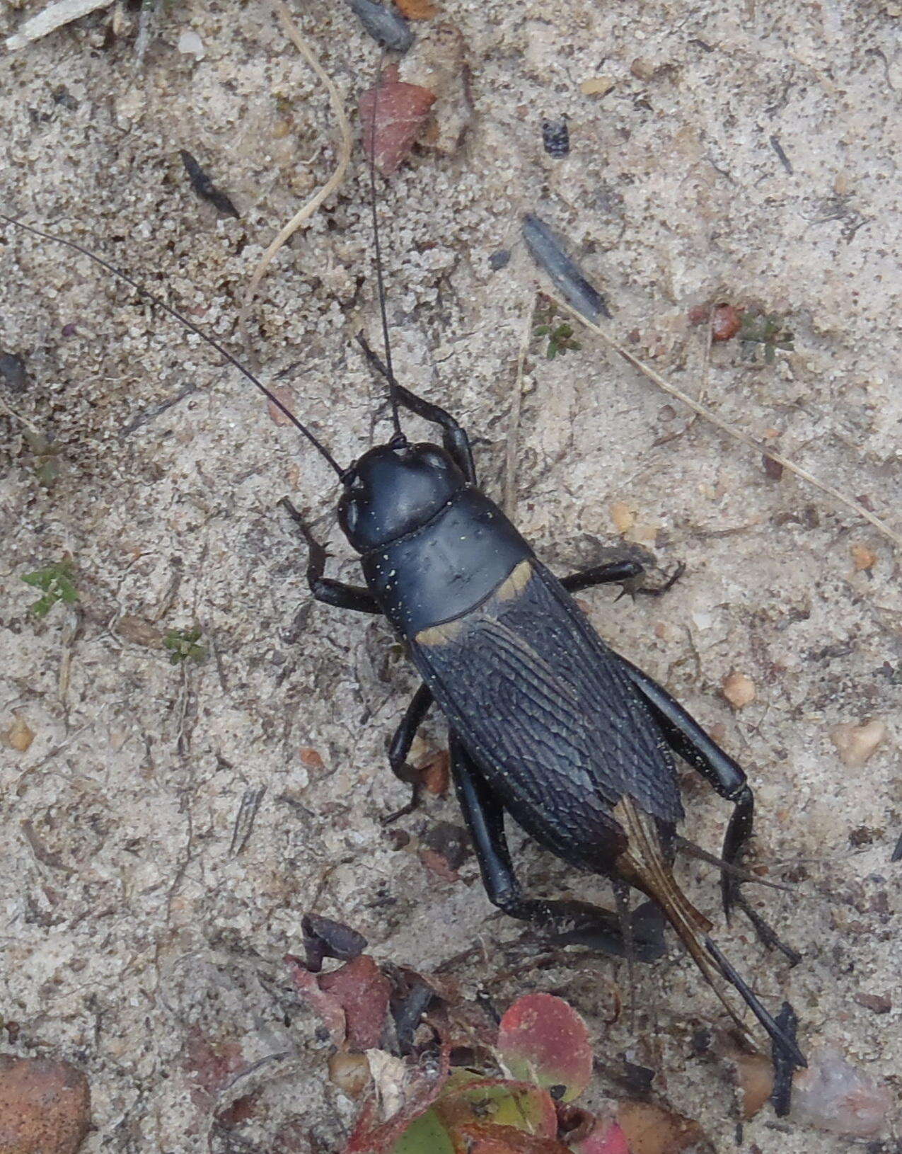 Image of two-spotted cricket