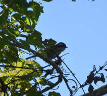 Image of Common Bush Tanager