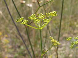 Image of Peucedanum ruthenicum Bieb.