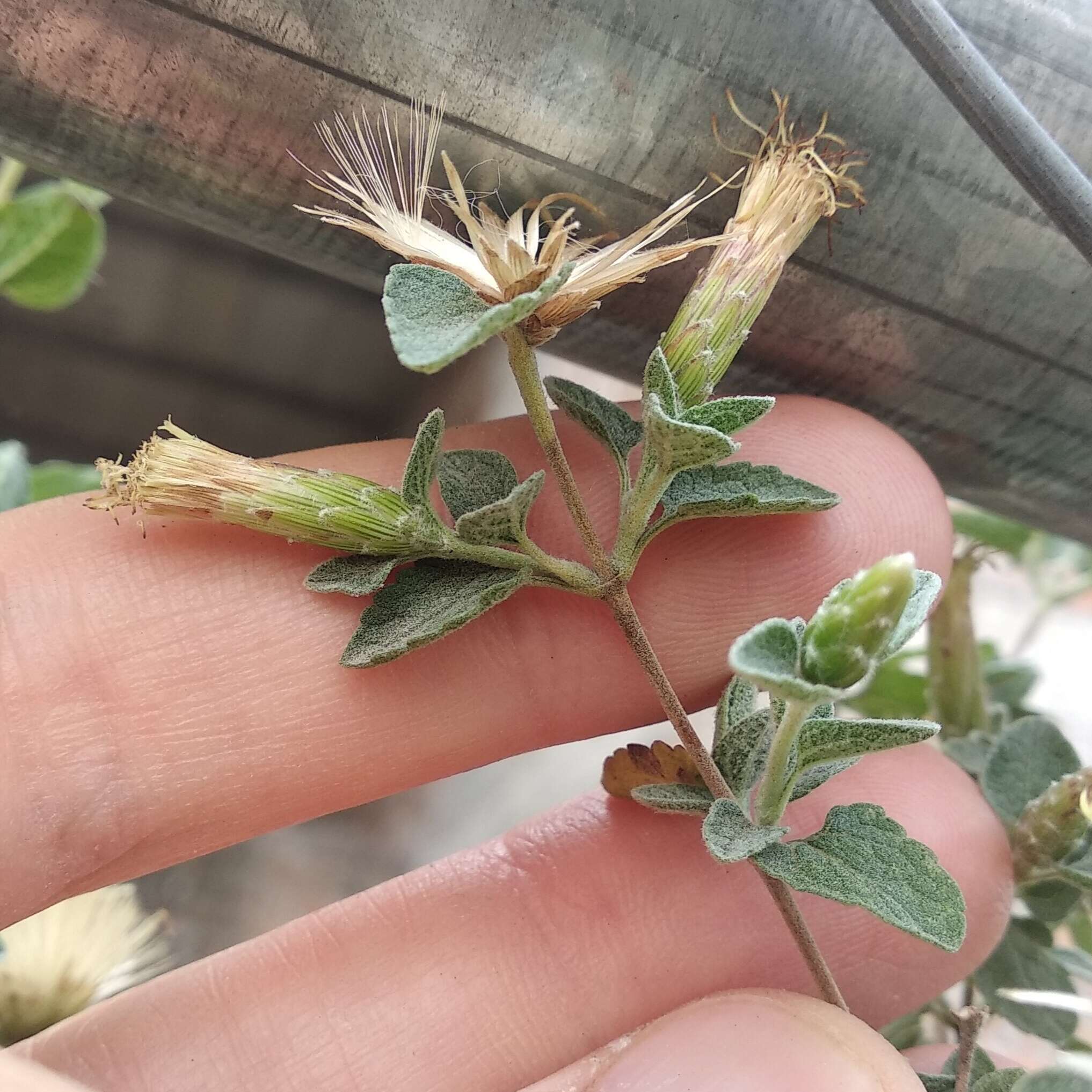 Brickellia veronicifolia (Kunth) A. Gray的圖片