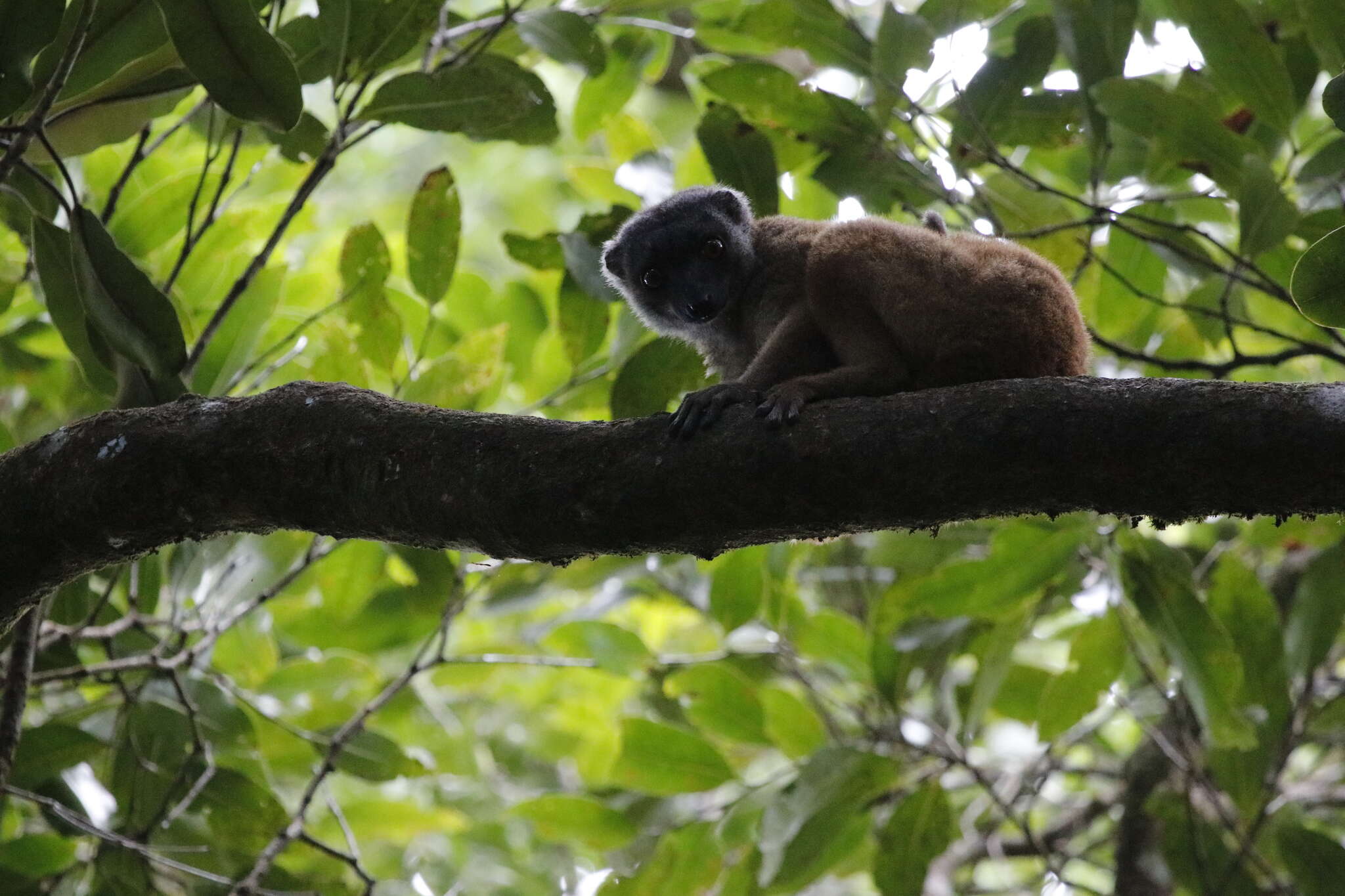 Image of White-fronted Brown Lemur