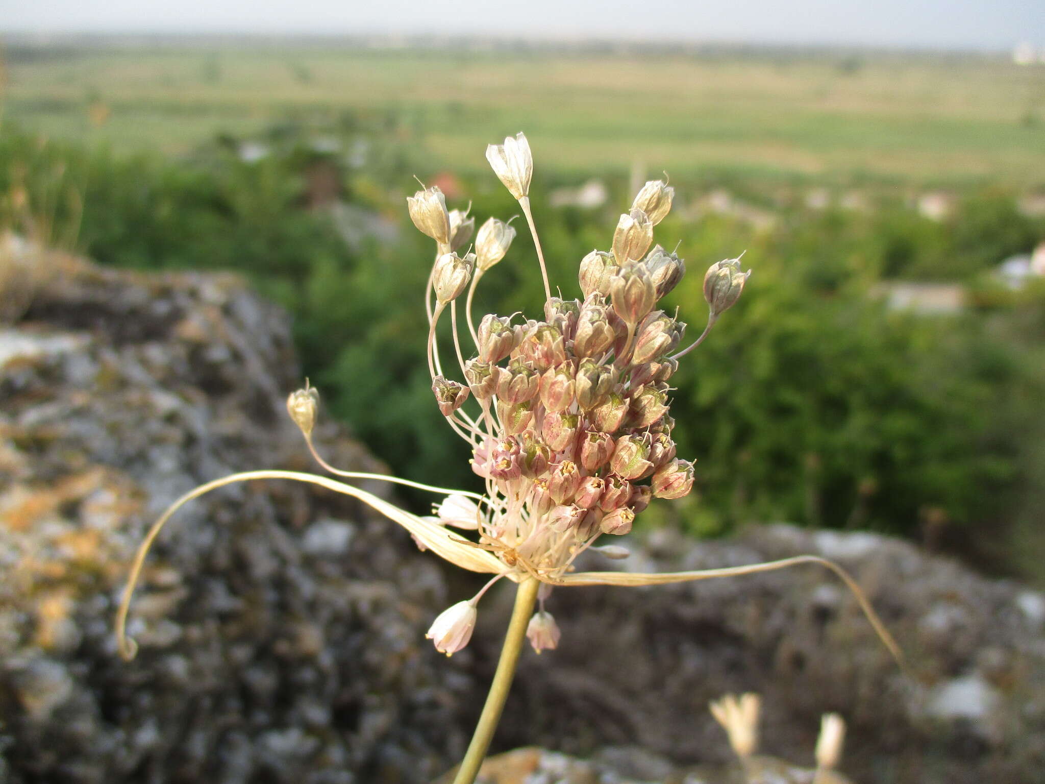 Image of Mediterranean onion