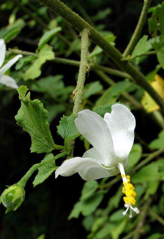 Imagem de Hibiscus meyeri subsp. meyeri