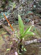 Image of Anthurium durandii Engl.