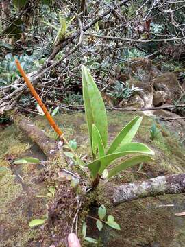 Image of Anthurium durandii Engl.